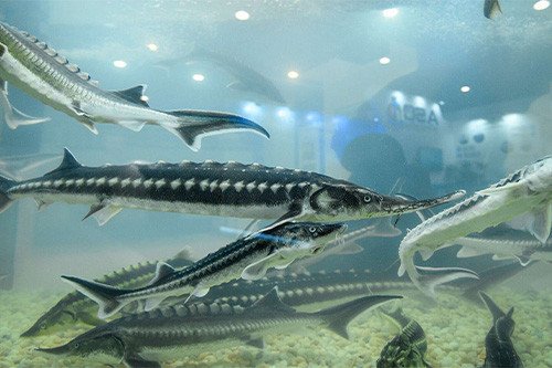 Caspian Caviar: Discovering the Black Gold of Azerbaijan